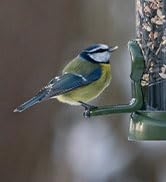 Ring Pull Click Bird feeder Easy clean bird food for wild birds