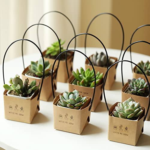 Kraft Paper
