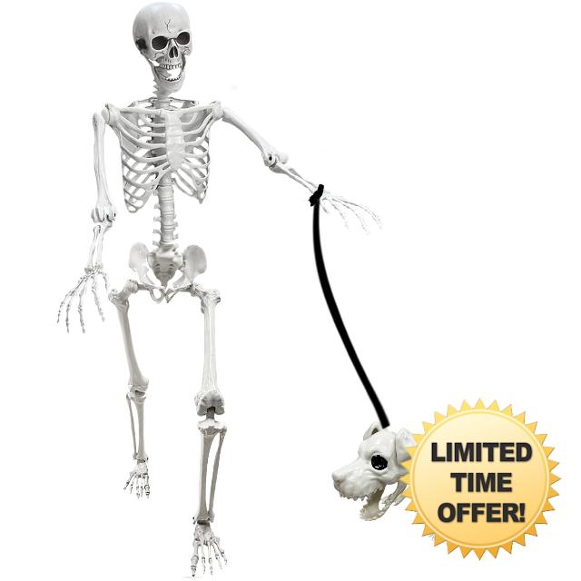 Lodou 2 Pack Posable Life Size Human Skeletons