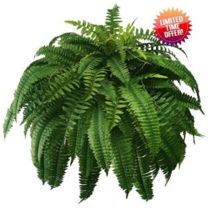 WAYNHUI Artificial Boston Fern Plants 48 Inch Lenth 88 Branches Single Silky