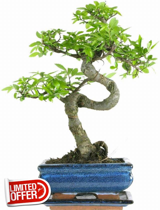 The Bonsai Plants - Real Live Chinese Elm Bonsai Indoor/Outdoor Tree S Trunk - 15 cm Ceramic Pot - Home Office Decor Gif