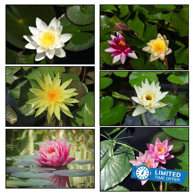 Lincolnshire Pond Plants Ltd - 3 Water Lily Pack - Pink