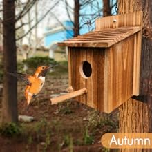 Outdoor Natural Bird Houses