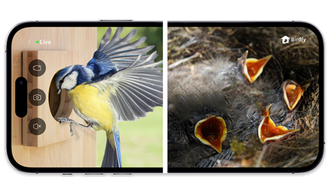 Birdfy Nest- Smart Bird House with Dual Camera