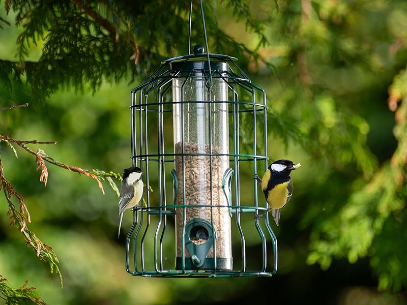 bird feeders, bird feeder, bird seed, bird food, birds, garden, garden birds, seed, feed, small bird