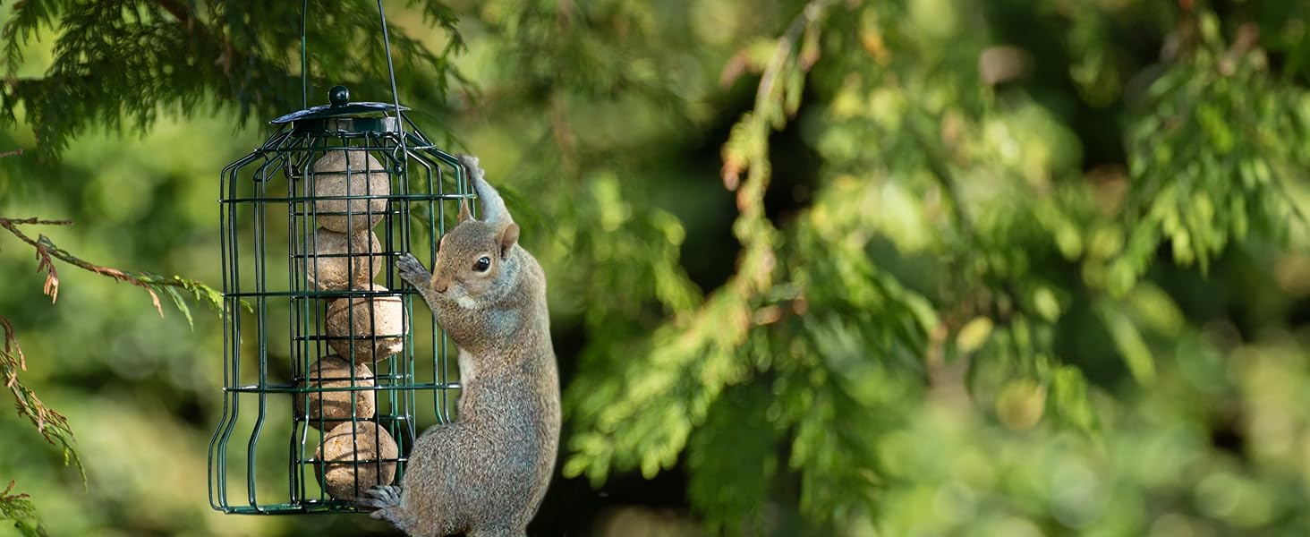 bird feeders, bird feeder, bird seed, bird food, birds, garden, squirrel proof bird feeders