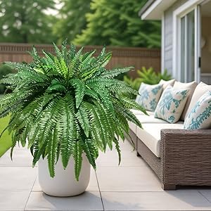 fake ferns
