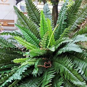 faux ferns for indoors