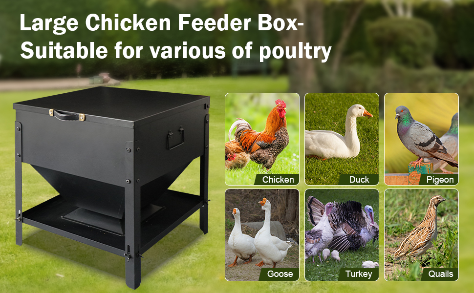 automatic chicken feeder