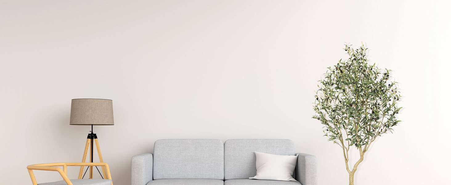 6ft olive tree