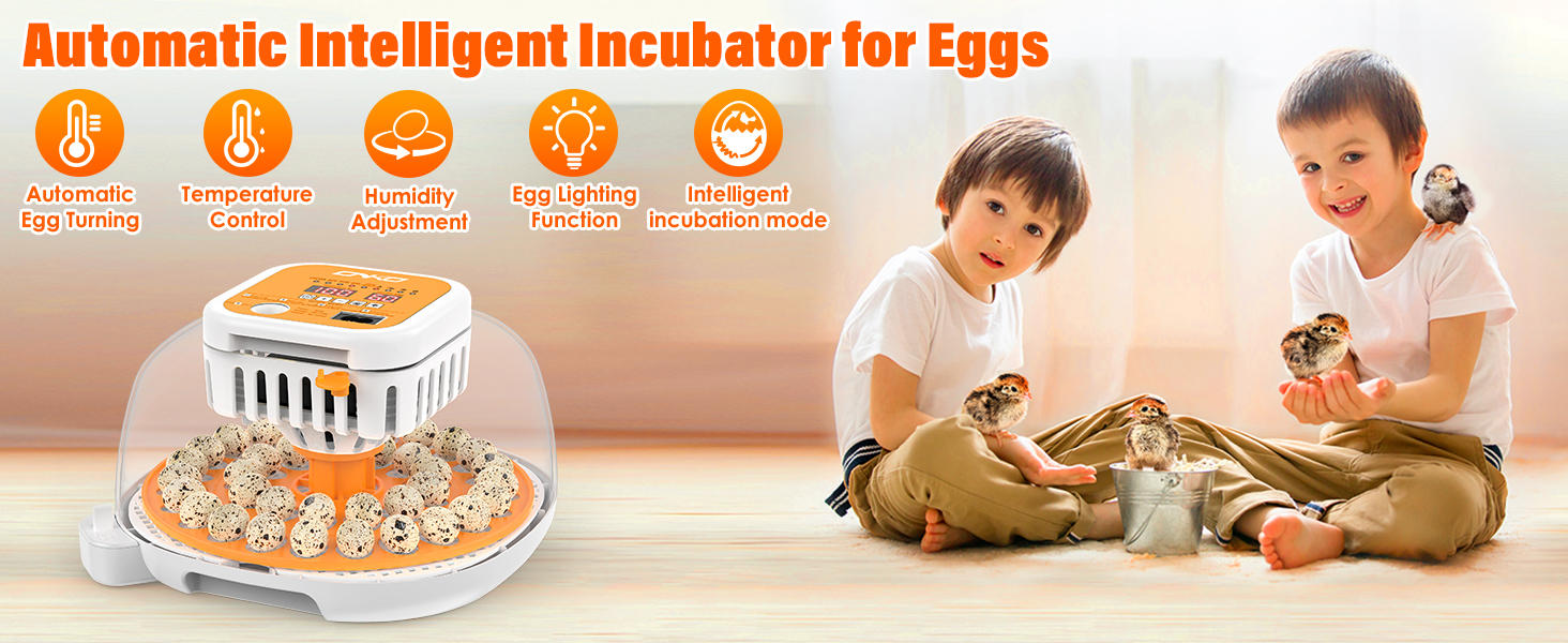 quail egg incubator
