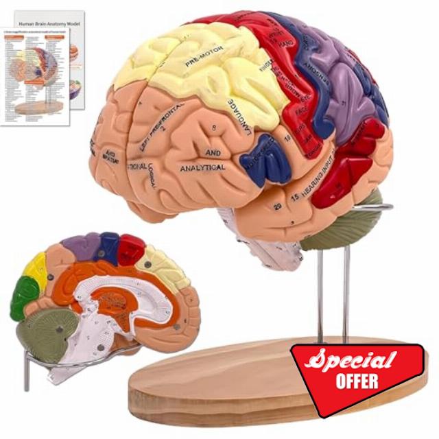 DSFGFRR Human Brain Model 2X Life‑Size