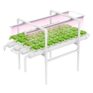 Lettuce & Herbs