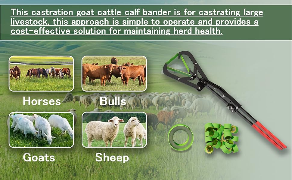 dehorning bands for cattle