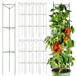 Cucumbers