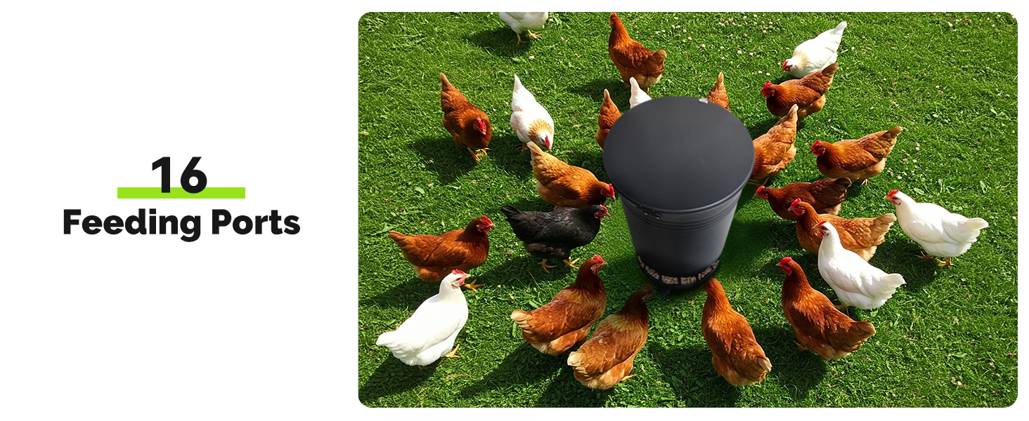 chicken feeder