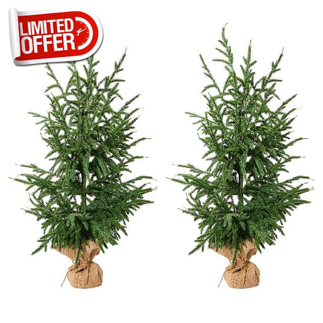 Artificial Norfolk Pine Trees 2 Pack