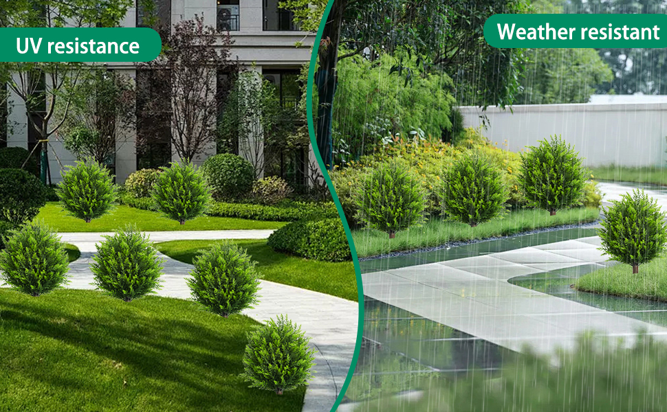outdoor plants