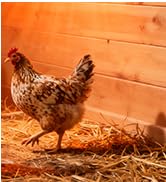 Chicken Coop Heater