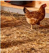 chicken heater for coop