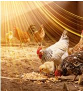 1500W Chicken Coop PTC Ceramic Heating With Thermostat - Adjustable Temp, Winter Heater for Chick...
