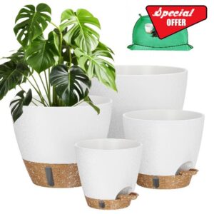 Plant Pots