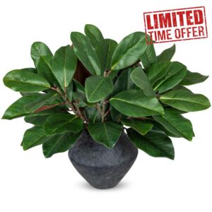 Briful 6Pack Faux Magnolia Branches 22in Artificial Magnolia Leaves Stems Real Touch Faux Greenery for Home Office Room Table Vase Farmhouse Deco