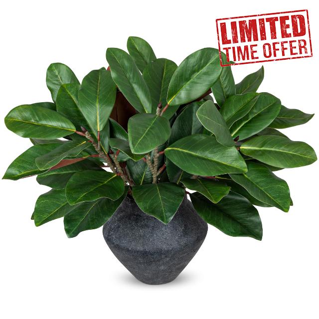 Briful 6Pack Faux Magnolia Branches 22in Artificial Magnolia Leaves Stems Real Touch Faux Greenery for Home Office Room Table Vase Farmhouse Deco