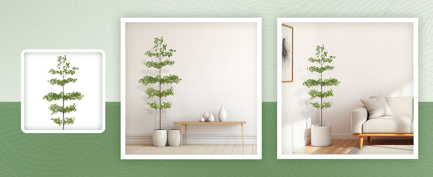 black olive tree
