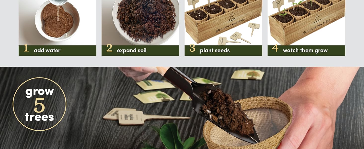 Bonsai 5 Pack