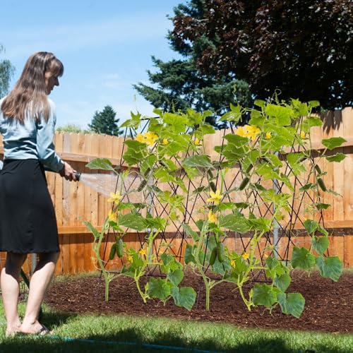 Climbing Plants and Flowers