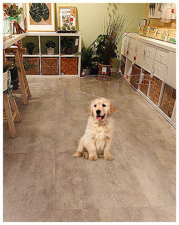 Dog Gate, Clear Acrylic Pet Gate for Dogs, Free Standing Pet Gates for Doorways, Folding Freestan...
