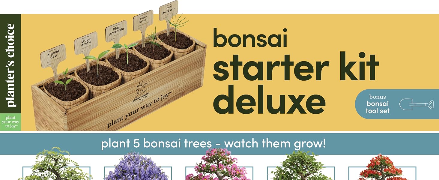 Bonsai 5 Pack