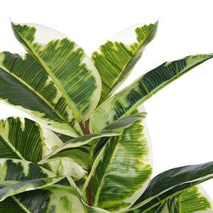 ARTIFICIAL PLANT
