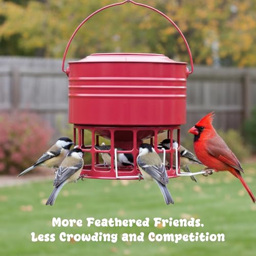 Finches (Red)