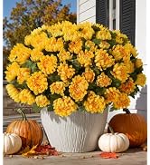 Ivydale 43inch Sunflowers Crochet Blanket Knitted Flower Bouquet Throw | Handmade Knitted Blanket...