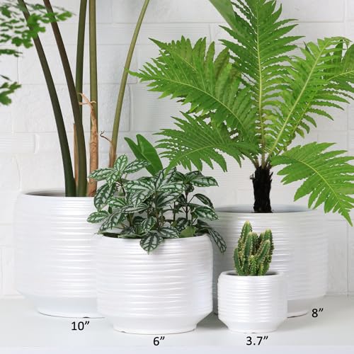 or Home Deco