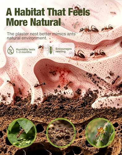 Ideal for Ant Keeping