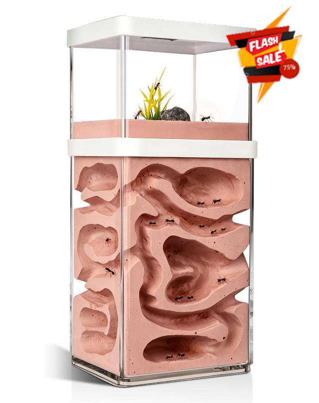 Plaster Ant Habitat with Dual-Zone Nest