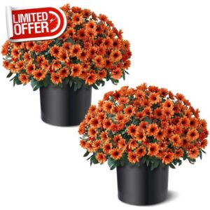 2 Pcs Artificial Fall Daisy Topiary Ball Trees Fake Mums for Porch (Orange)                                                          with Pots