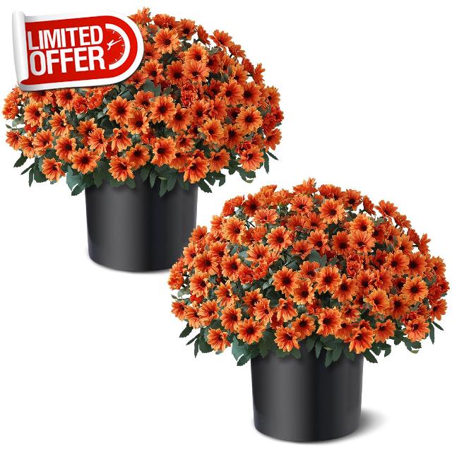 2 Pcs Artificial Fall Daisy Topiary Ball Trees Fake Mums for Porch (Orange)                                                          with Pots