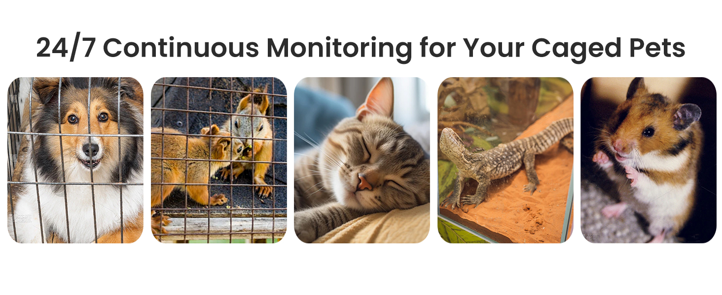 pet camera