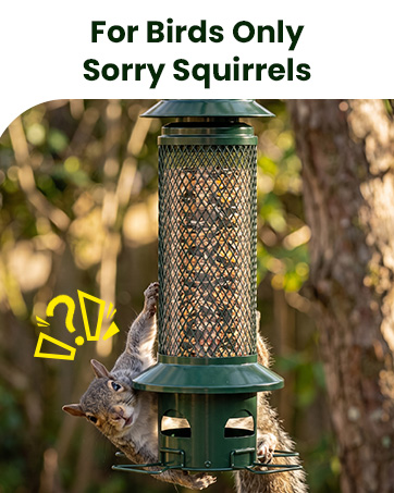 squirrel proof bird feeders