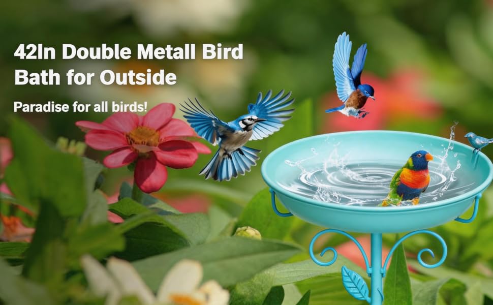 birds bath