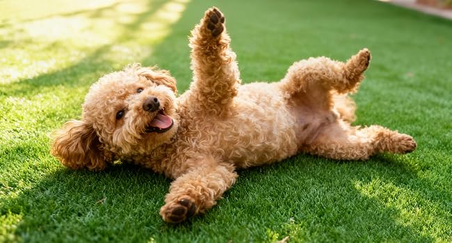 Artificial Grass Turf