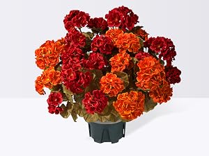 Fake Geranium