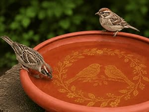 Small house finch bathing in a shallow outdoor bird bath among lavender and garden herbs.