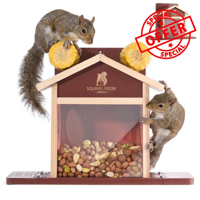 WildYard Squirrel Feeder for Outside – Cedar