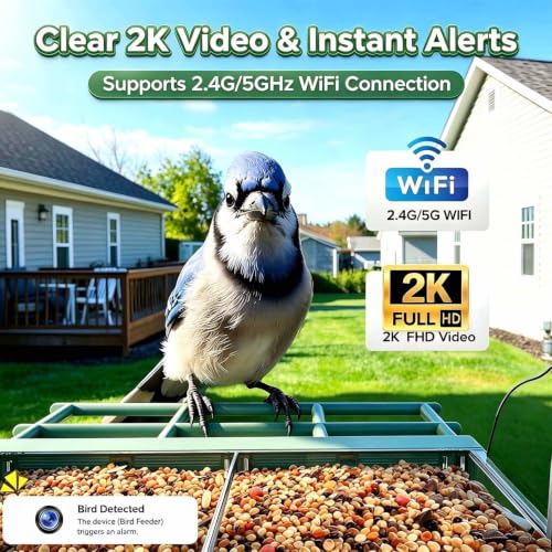 AI Bird Identification