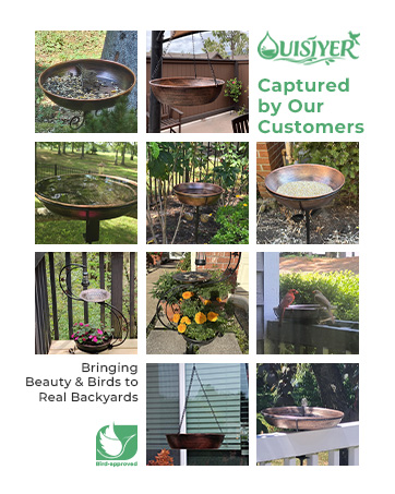 vet-recommended-bird-bath